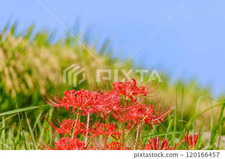 愛知縣半田市紅蜘蛛百合盛開的秋天景色 愛知縣半田市紅蜘蛛百合盛開的秋天景色 120166457