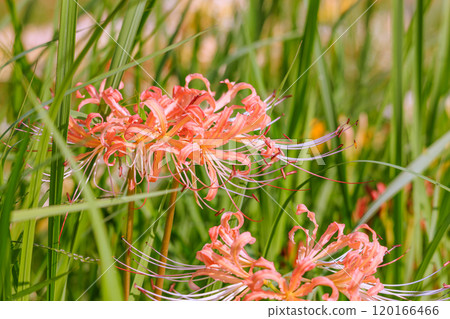 Pink spider lilies blooming in autumn in Handa City, Aichi Prefecture 120166466