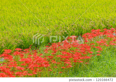 愛知縣半田市紅蜘蛛百合盛開的秋天景色 愛知縣半田市紅蜘蛛百合盛開的秋天景色 120166472
