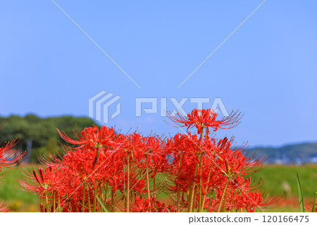 Autumn scenery with blooming red spider lilies, Handa City, Aichi Prefecture 120166475