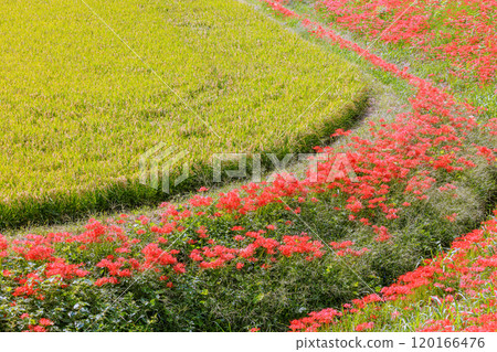 Autumn scenery with blooming red spider lilies, Handa City, Aichi Prefecture 120166476
