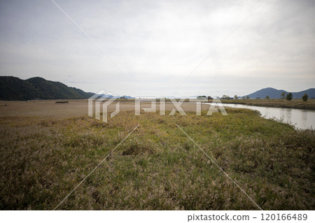 This is the beautiful view of Suncheon Bay Wetland, a beautiful tourist attraction in South Korea. 120166489