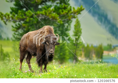 Large male of bison in the forest 120166576