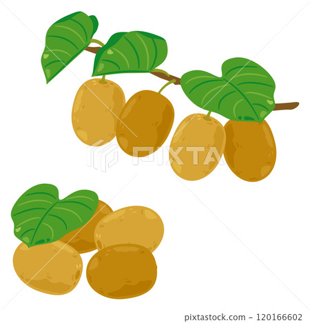 金色奇異果套裝與樹枝 120166602