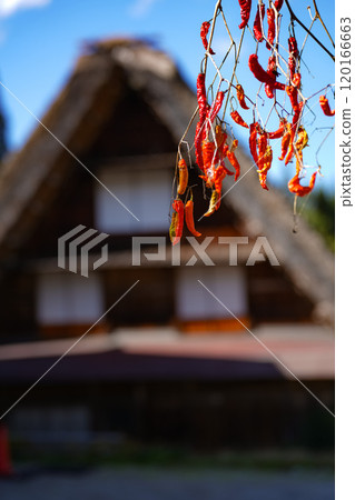 Shirakawago秋葉 120166663