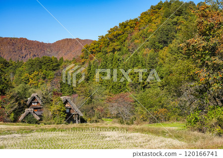 Shirakawago秋葉 120166741