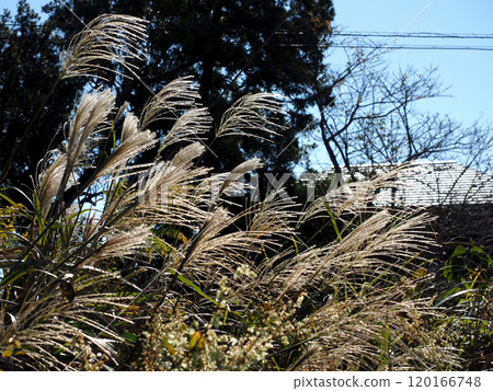 Japanese silver grass swaying in the autumn breeze in the sunlight (Japanese silver grass near the railway bridge on the Tosan Line) 120166748