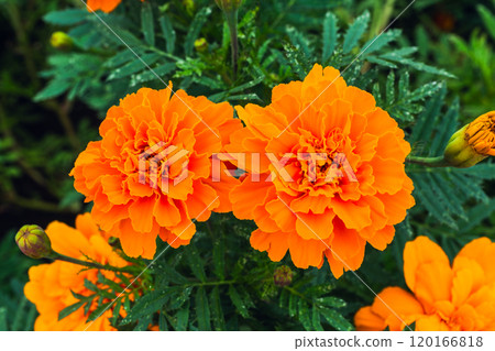 Close-up photo of orange marigold flowers 120166818