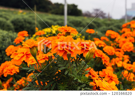 與萬壽菊的風景 120166820