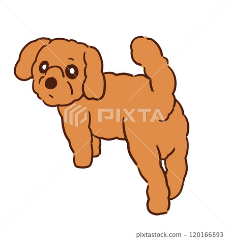 My pet dog Chocolat is posing looking back at me with a beautiful look. My pet dog Chocolat is posing looking back at me with a beautiful look. 120166893