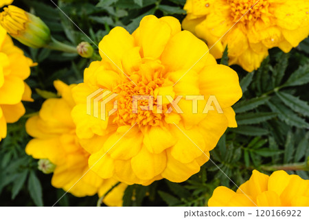 Yellow marigold flowers 120166922