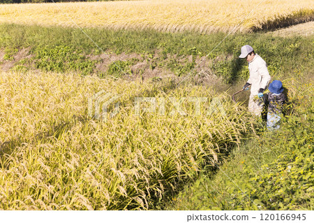父母與孩子收割水稻的場景 120166945
