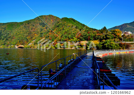 奧多摩湖麥山浮橋秋葉 鼓罐橋風景 奧多摩湖麥山浮橋秋葉 鼓罐橋風景 120166962
