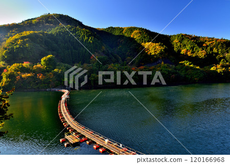 奧多摩湖麥山浮橋秋葉 鼓罐橋風景 120166968