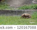 African Spurred Tortoise on the Grass 120167088