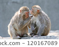 Grooming monkey 120167089