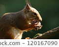 A Japanese squirrel eating walnuts on a tree 120167090