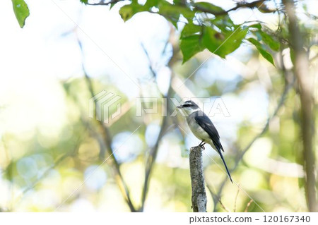 Ryubusan蠑螈 120167340