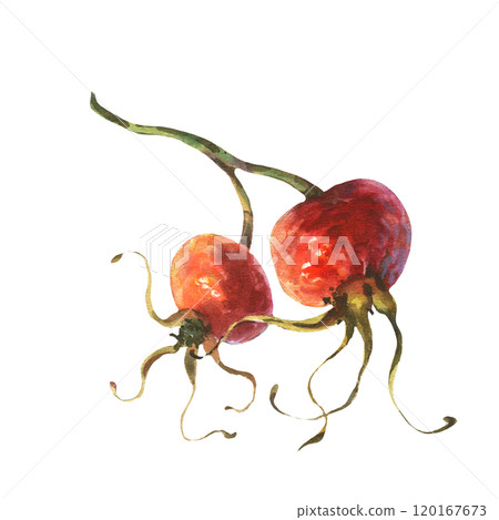 Watercolor illustration Rose Hip berry. Illustration clipart isolated on white background. Watercolor illustration Rose Hip berry. Illustration clipart isolated on white background. 120167673