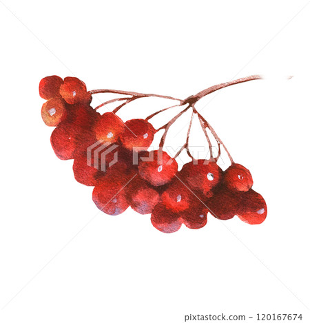 Watercolor illustration of a bunch of red viburnum berries. Hand painted watercolor clipart for greeting card, wrapping, herbal tea, wedding invitation 120167674