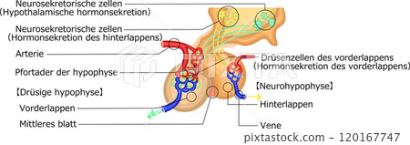 Pituitary gland hormone illustration German Pituitary gland hormone illustration German 120167747