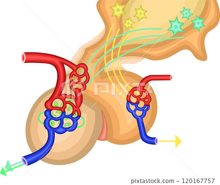 Pituitary gland hormone illustration Pituitary gland hormone illustration 120167757