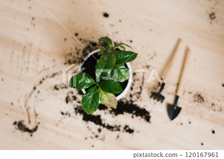 Plant coffee is in white pot with dirt on ground and pair of gardening tools Plant coffee is in white pot with dirt on ground and pair of gardening tools 120167961