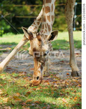 長頸鹿吃落葉 120168036