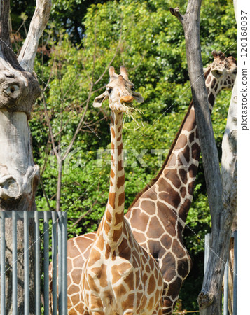 Giraffe eating grass Giraffe eating grass 120168037