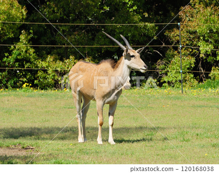 Bovidae eland Bovidae eland 120168038
