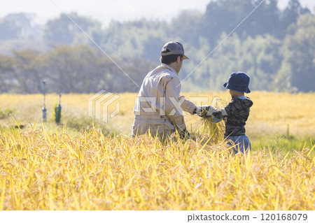 A scene of parents and children harvesting rice 120168079