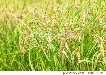 Rice early harvest Rice early harvest 120168194