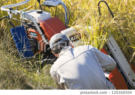 稻米收割圖片：一名男子正在檢查他的手持式稻米收割機活頁夾，因為它無法正常運作。 120168504