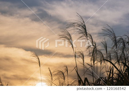 秋天的夕陽漸層天空與芒草剪影 秋天的夕陽漸層天空與芒草剪影 120168542