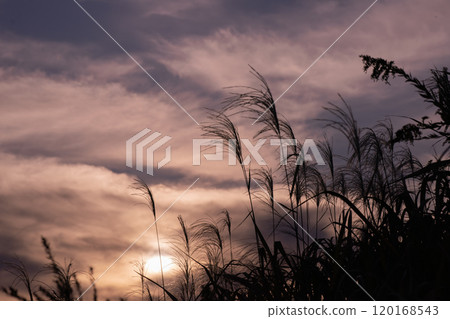 秋天的夕陽漸層天空與芒草剪影 秋天的夕陽漸層天空與芒草剪影 120168543