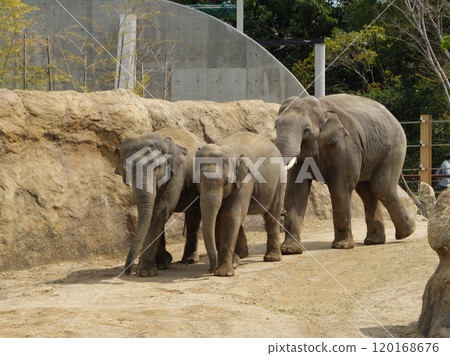 印度象的畜群飼養 印度象的畜群飼養 120168676