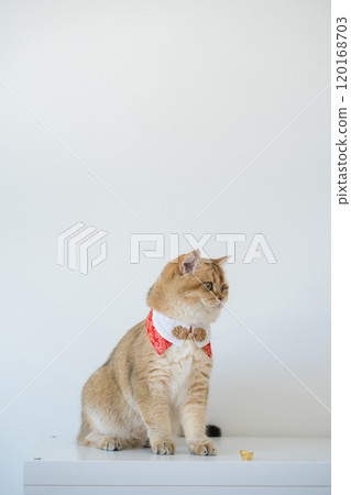 chinese new year concept with british cat wear red traditional china clothing with white background 120168703