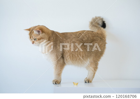 chinese new year concept with british cat wear red traditional china clothing with white background 120168706