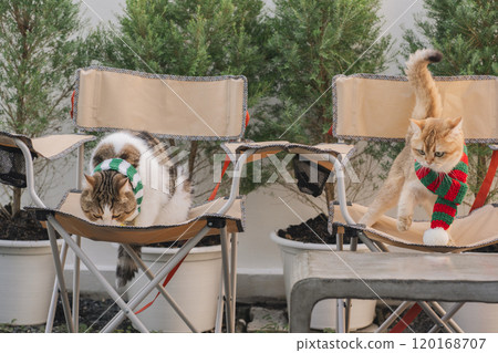 winter holiday and cat concept with british and scottish cat wear silk scarf and play on camping chair with pine and christmas tree background winter holiday and cat concept with british and scottish cat wear silk scarf and play on camping chair with pine and christmas tree background 120168707