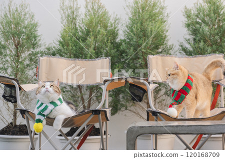 winter holiday and cat concept with british and scottish cat wear silk scarf and play on camping chair with pine and christmas tree background 120168709