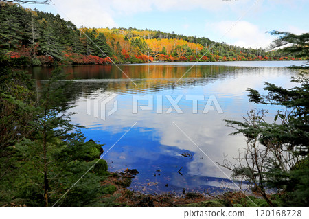 Autumn leaves and moss forest at Shirakome Pond 120168728