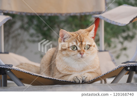 winter holiday and cat concept with british cat wear silk scarf and play on camping chair with pine and christmas tree background 120168740