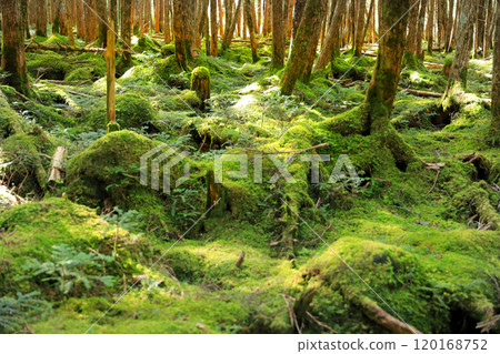 Autumn leaves and moss forest at Shirakome Pond 120168752