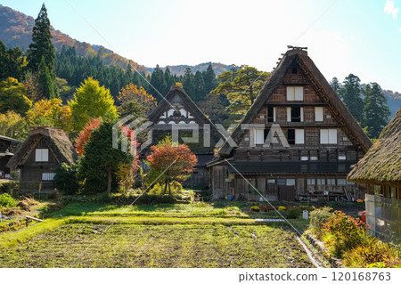 Shirakawago autumn leaves 120168763
