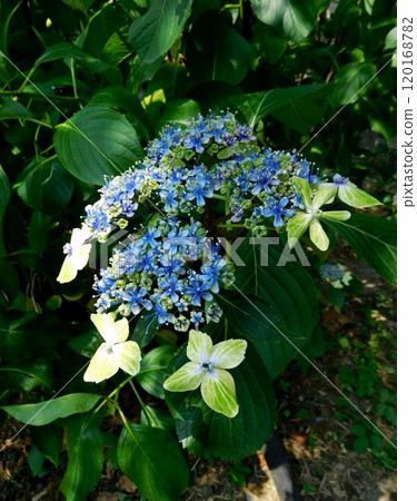 Kyoto Umemiya Shrine Green Hydrangea Kyoto Umemiya Shrine Green Hydrangea 120168782
