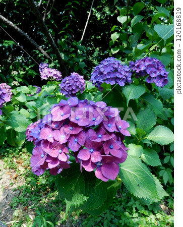 京都梅宮大社繡球花 紫色繡球花 120168819