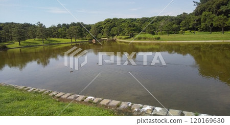 一群斑嘴鴨在稻毛海濱公園浜池游泳。 一群斑嘴鴨在稻毛海濱公園浜池游泳。 120169680