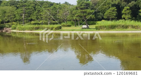 一群斑嘴鴨在稻毛海濱公園浜池游泳。 120169681