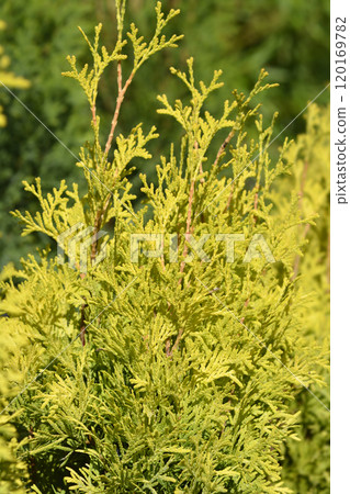 Arborvitae Jantar Arborvitae Jantar 120169782