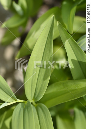 Star flowered lily of the valley 120169786